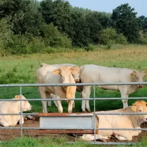 Grootveehek - landhek gegalvaniseerd