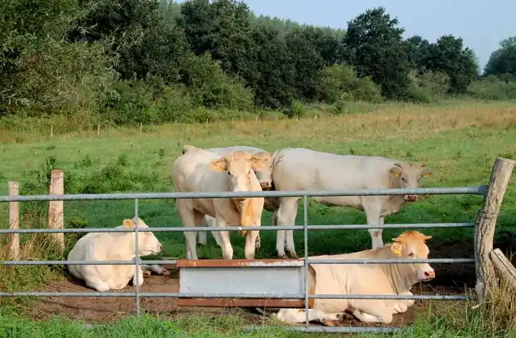 Grootveehek - landhek gegalvaniseerd
