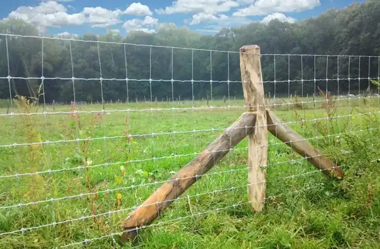 Schapengaas Licht op rol (50m¹)