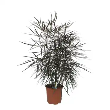 Groene plantenmix potmaat 19 cm