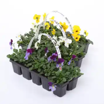 Bosviooltjes Viola Clayette Cornuta